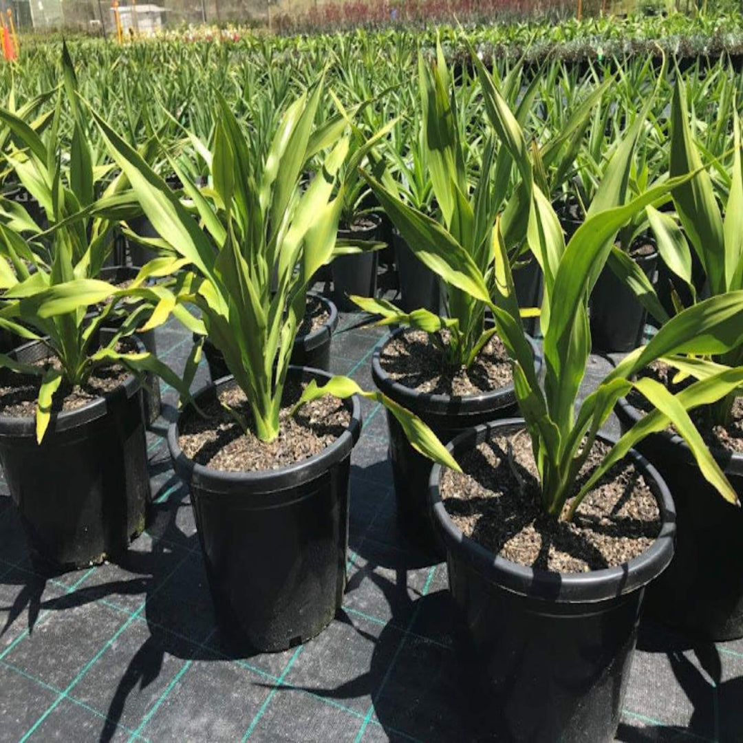 Doryanthes excelsa Gymea Lily 300 mm