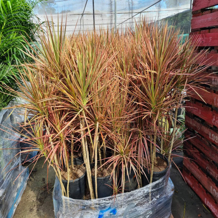 Dracaena Colorama 180 mm