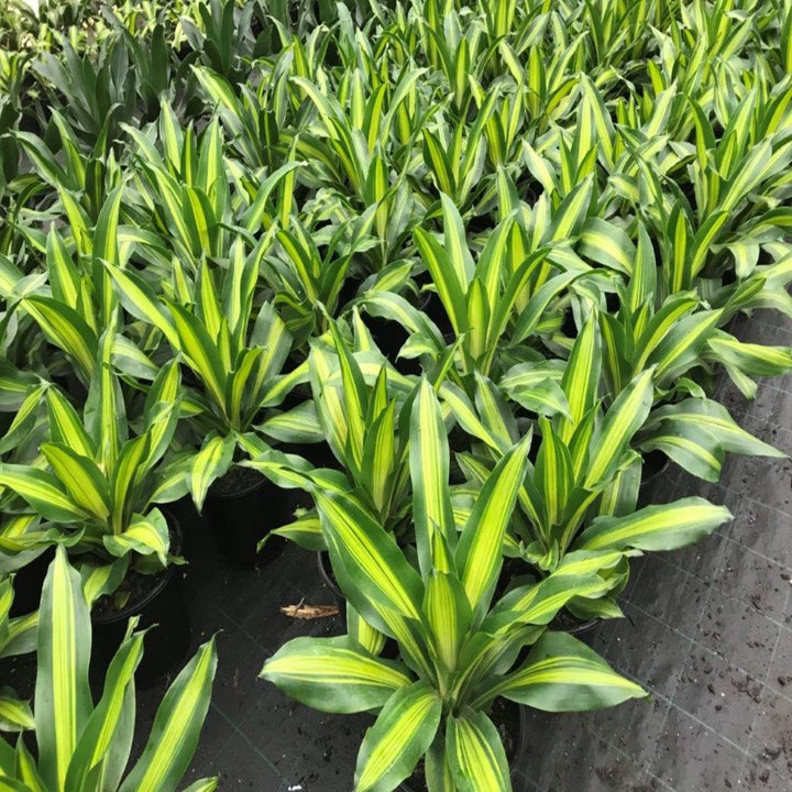 Dracaena fragrans Golden Heart 400 mm