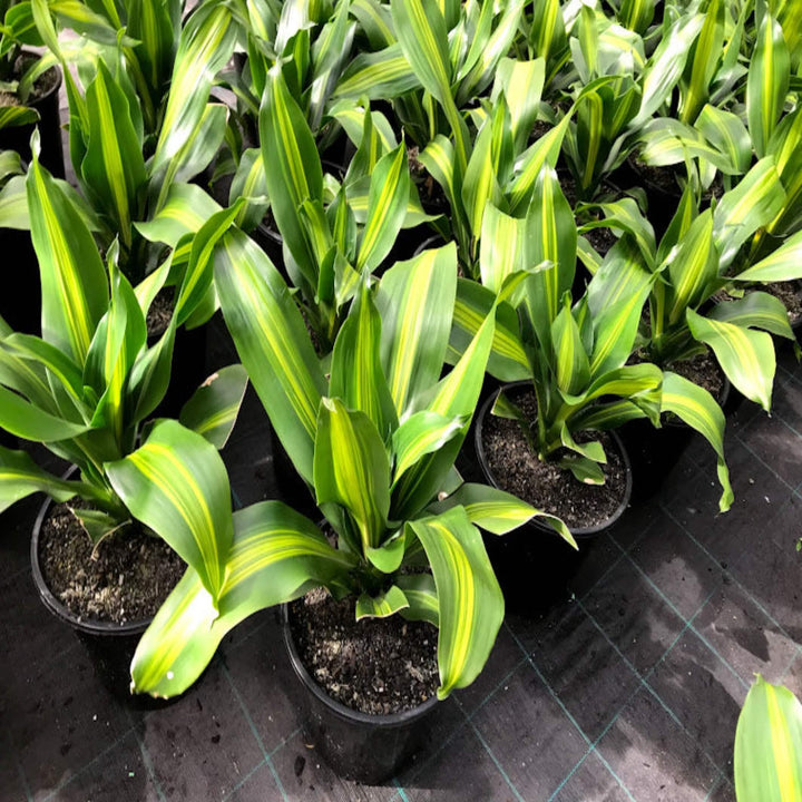 Dracaena fragrans Golden Heart 250 mm