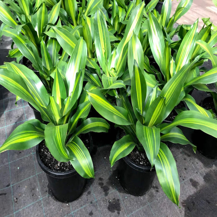 Dracaena fragrans Golden Heart 300 mm