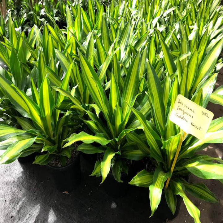 Dracaena fragrans Golden Heart 400 mm