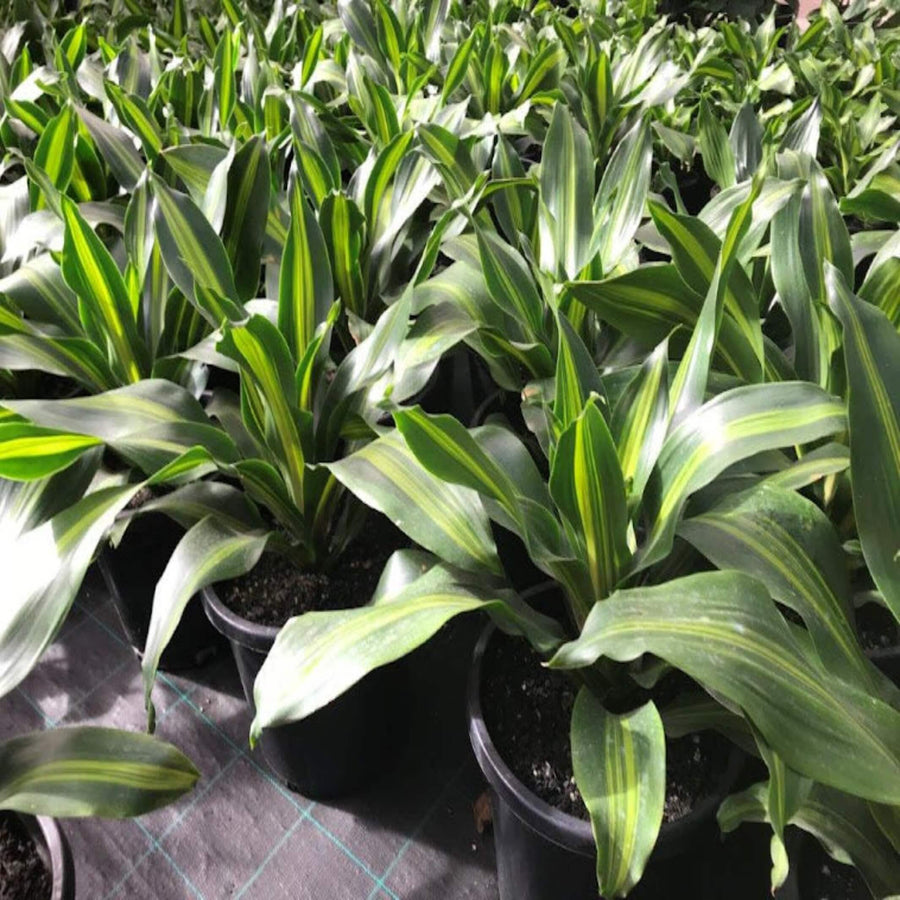 Dracaena fragrans Golden Heart 200 mm