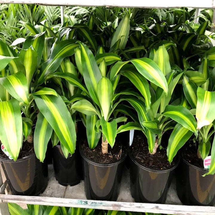 Dracaena fragrans massangeana Happy Plant 200 mm