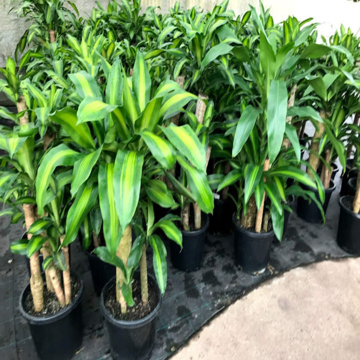 Dracaena fragrans massangeana Happy Plant 130 mm