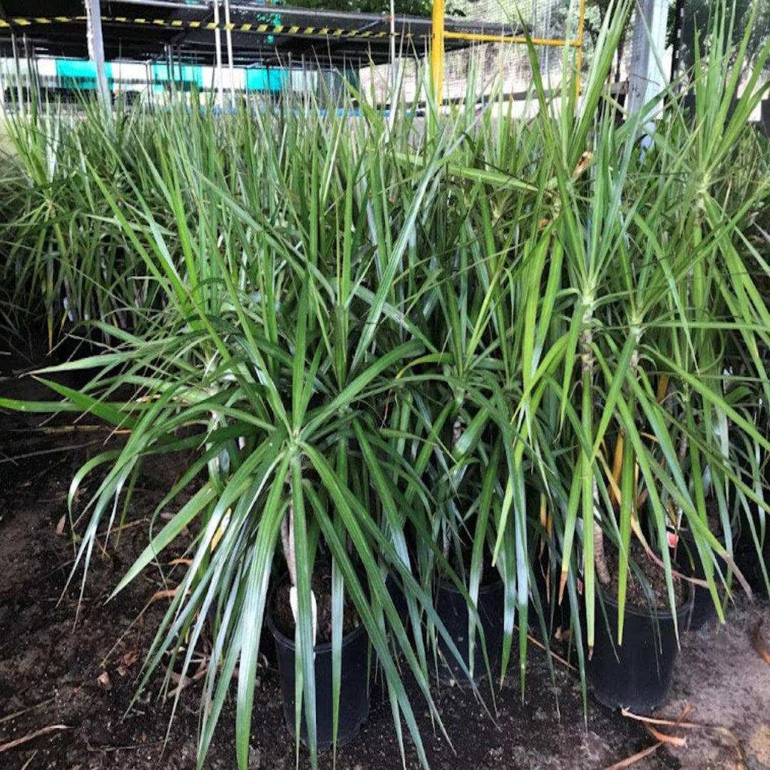 Dracaena marginata 180 mm