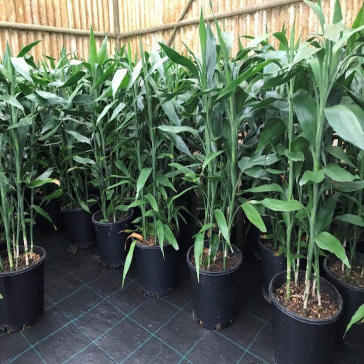 Dracaena sanderiana 200 mm