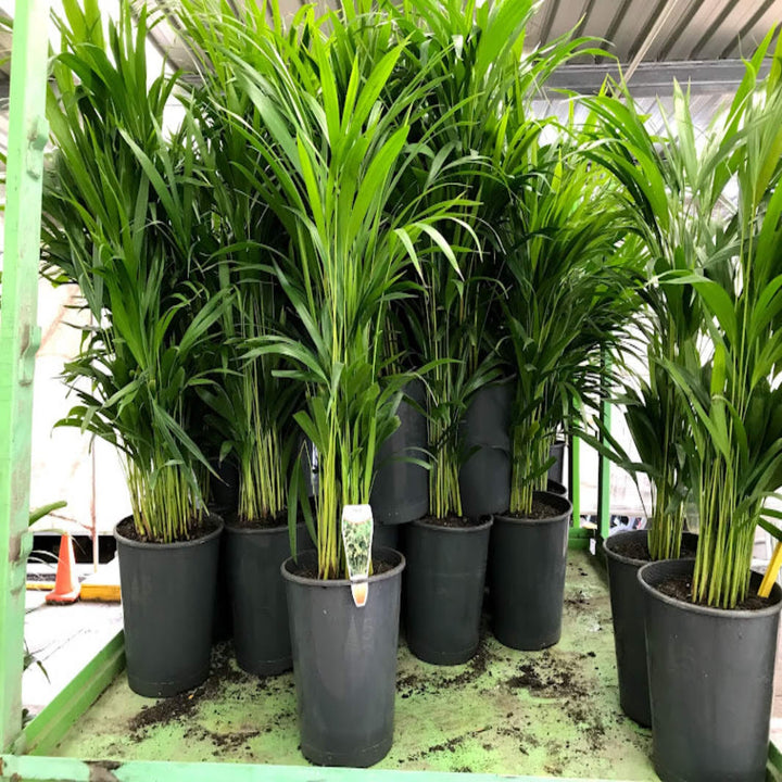 Dypsis lutescens Golden Cane Palm 200 mm