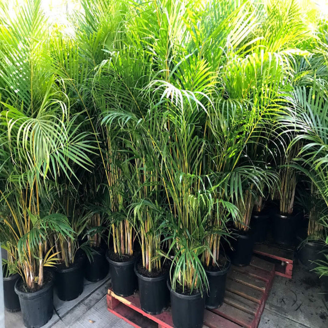 Dypsis lutescens Golden Cane Palm 300 mm