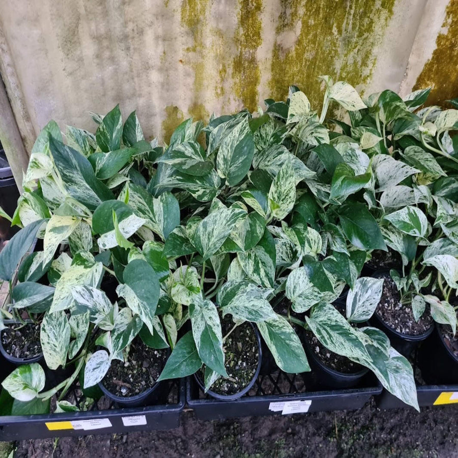 Epipremnum aureum Marble Queen 130 mm