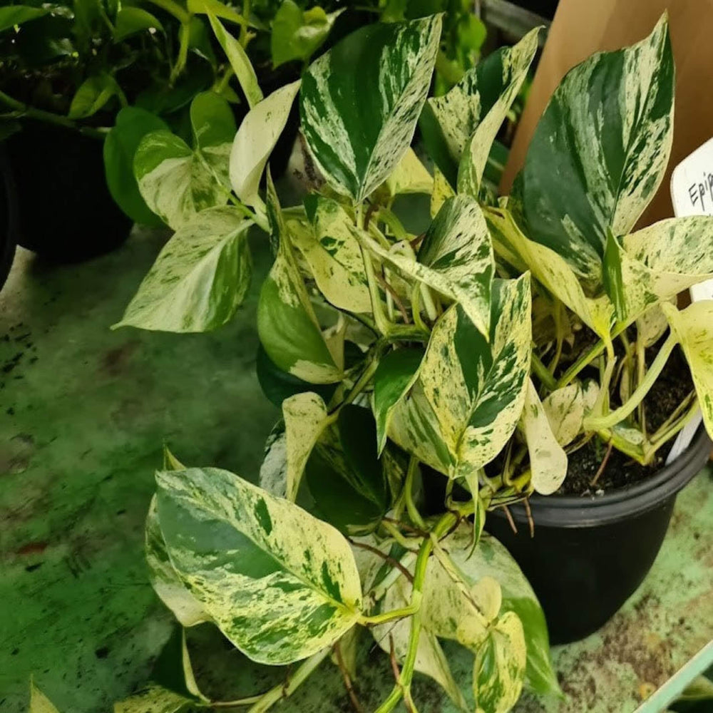 Epipremnum aureum Marble Queen 200 mm Hanger