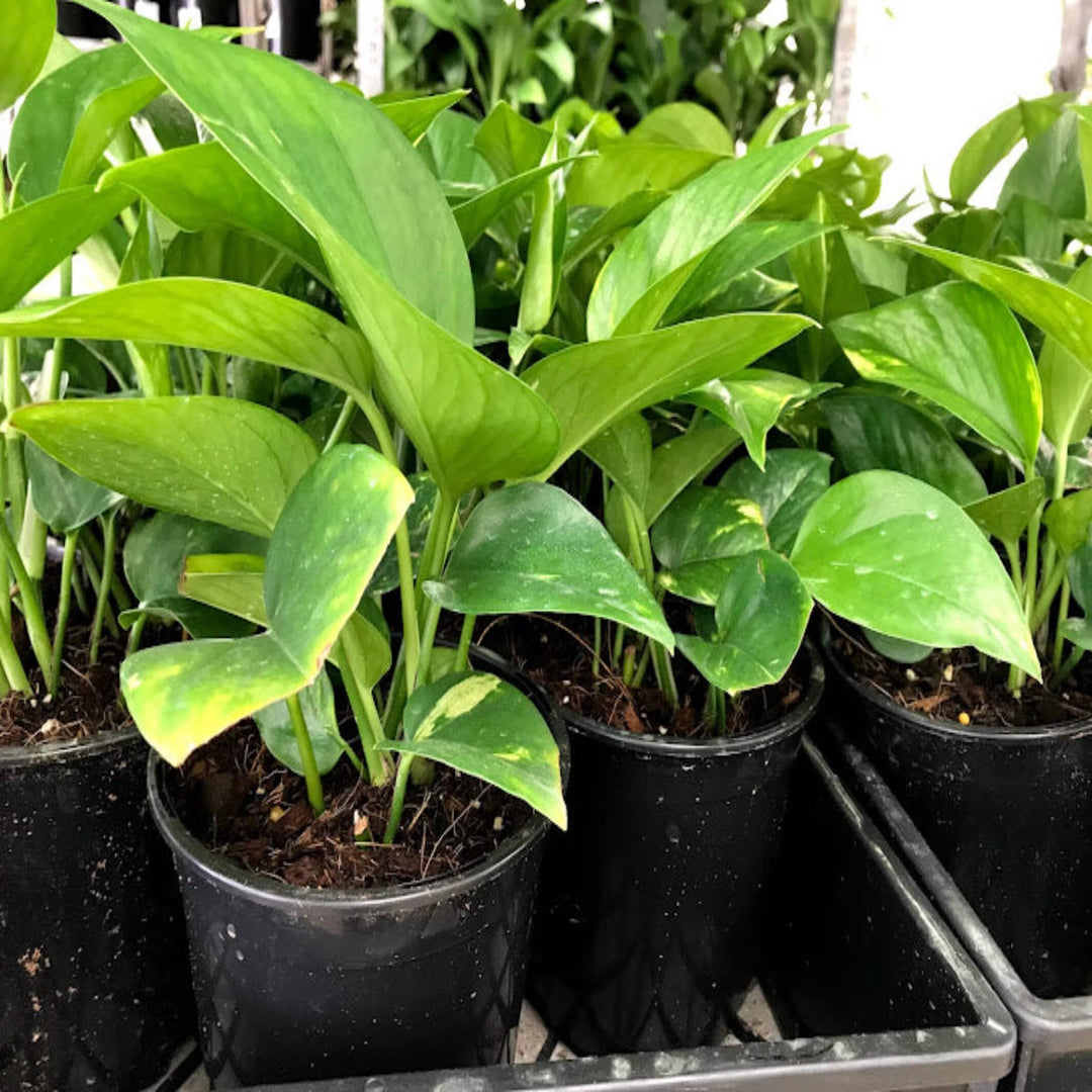 Epipremnum aureum Pothos 200 mm Hanger