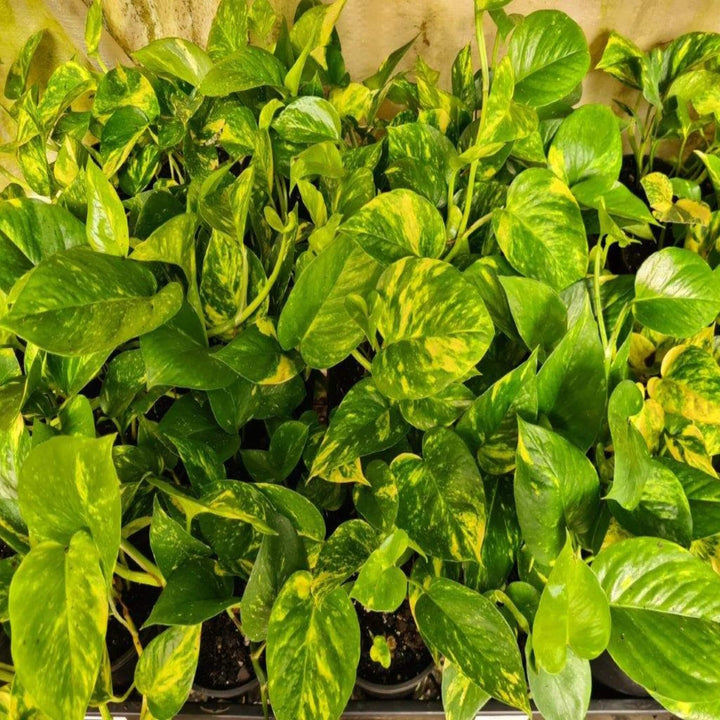 Epipremnum aureum Pothos 200 mm Totem