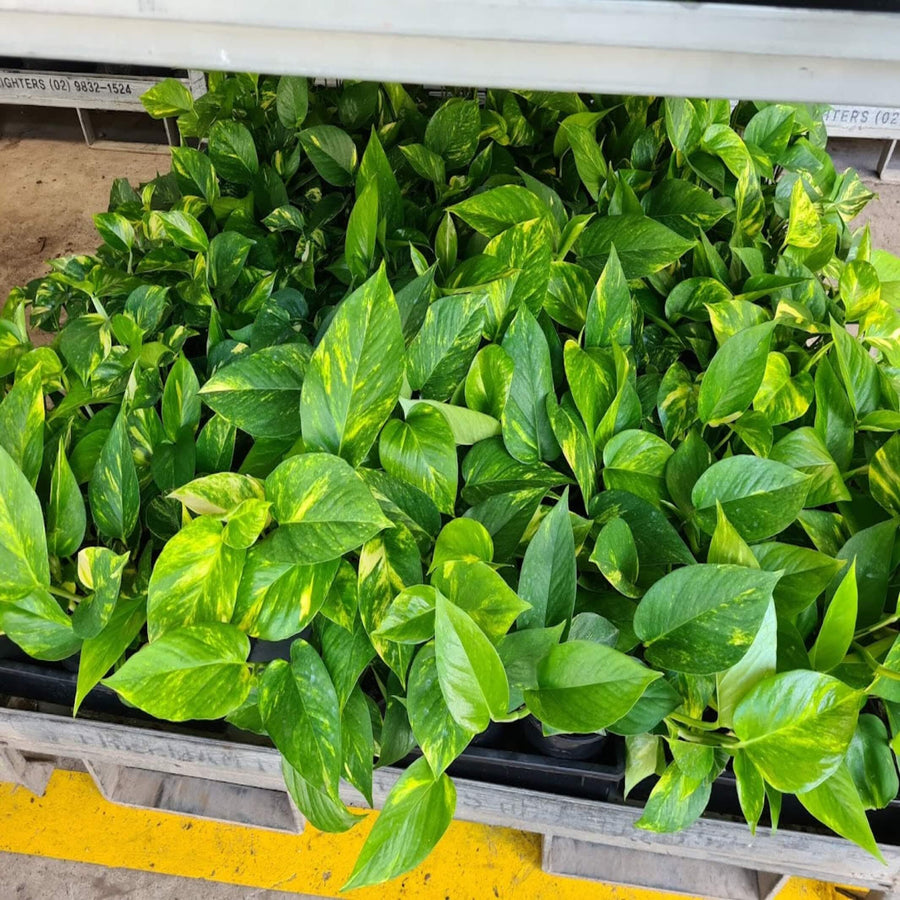 Epipremnum aureum Pothos 130 mm