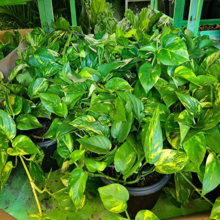 Epipremnum aureum Pothos 250 mm Totem