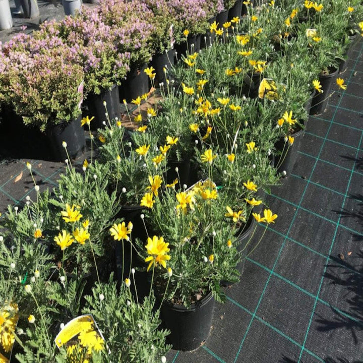 Euryops pectinatus Little Sunray 200 mm