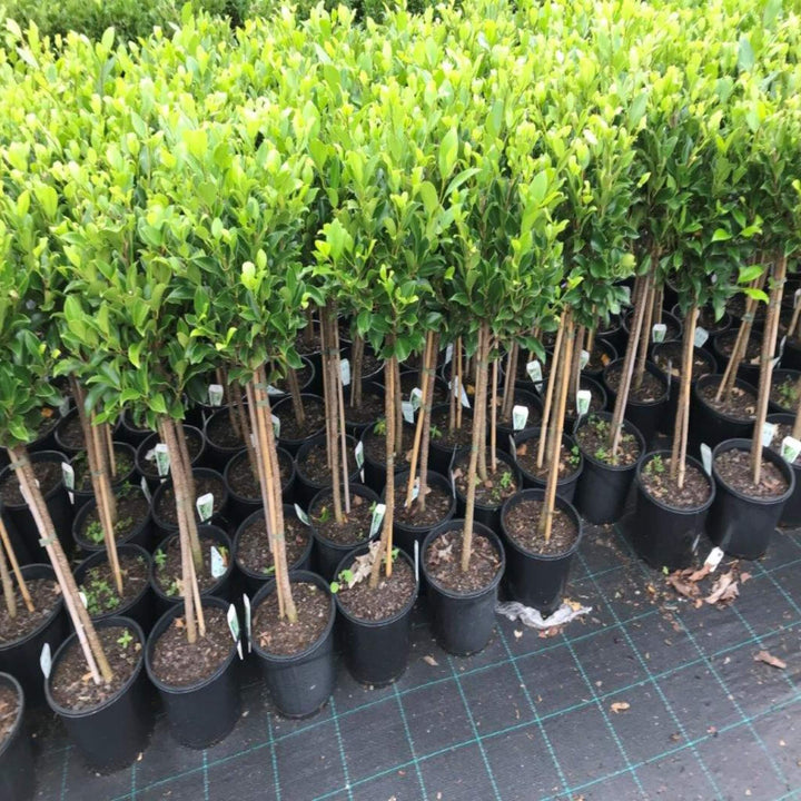 Ficus Emerald Fig 400 mm Std