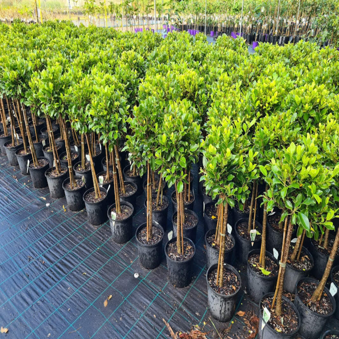 Ficus Emerald Fig 400 mm Std