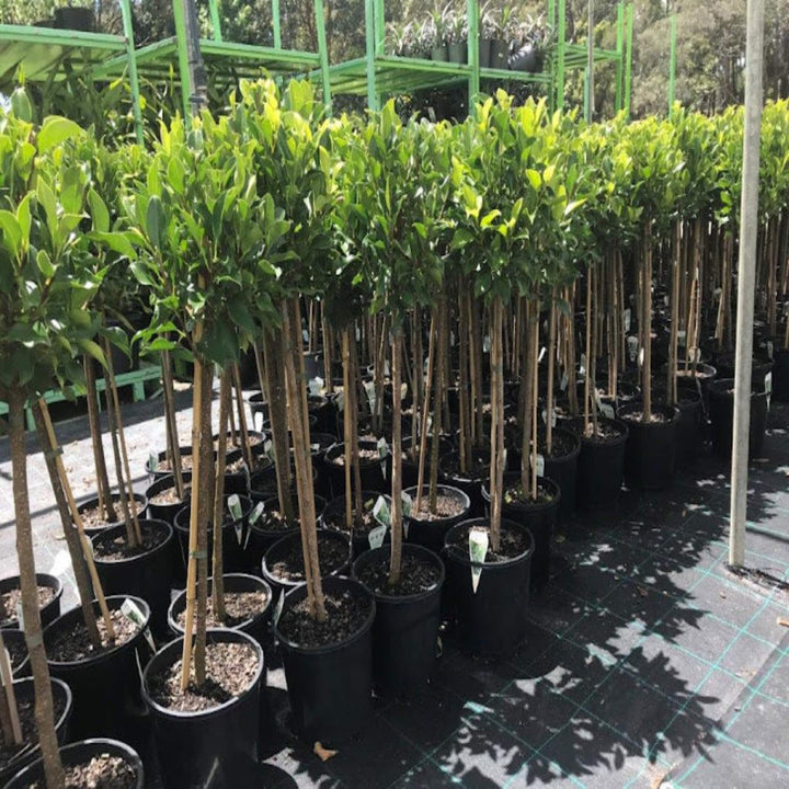 Ficus Emerald Fig mm 250 Std