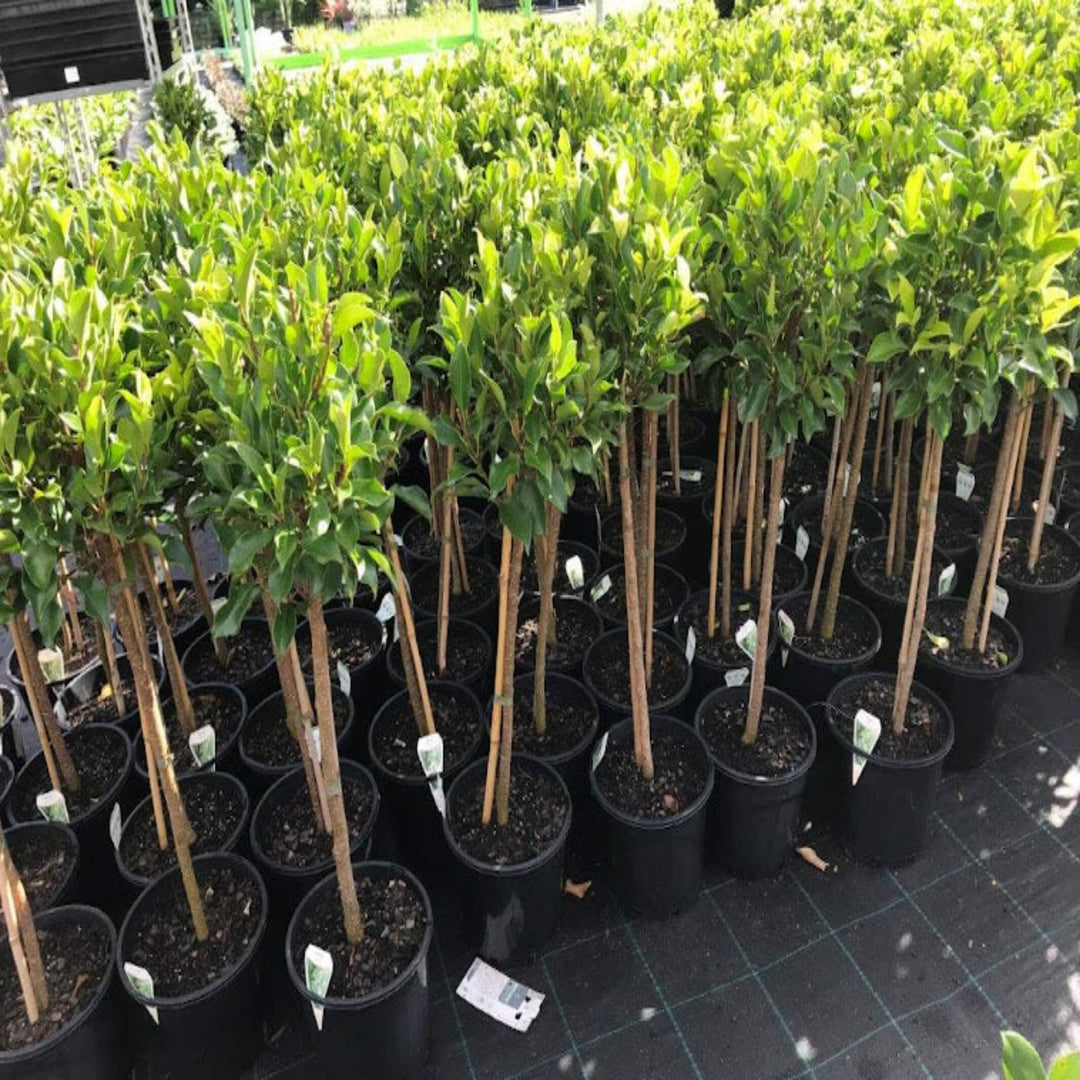 Ficus Emerald Fig 400 mm Std