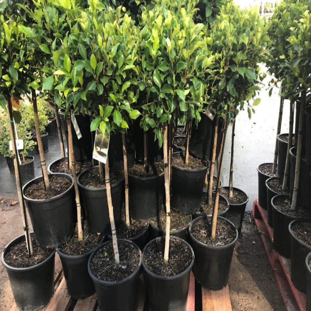 Ficus Emerald Fig 300 mm Std