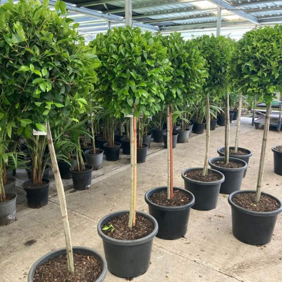 Ficus Emerald Fig standard topiary in 300 mm pots