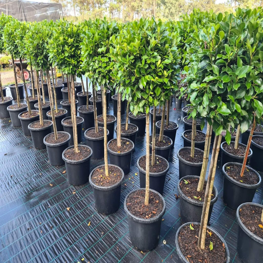 Ficus Emerald Fig 400 mm Std