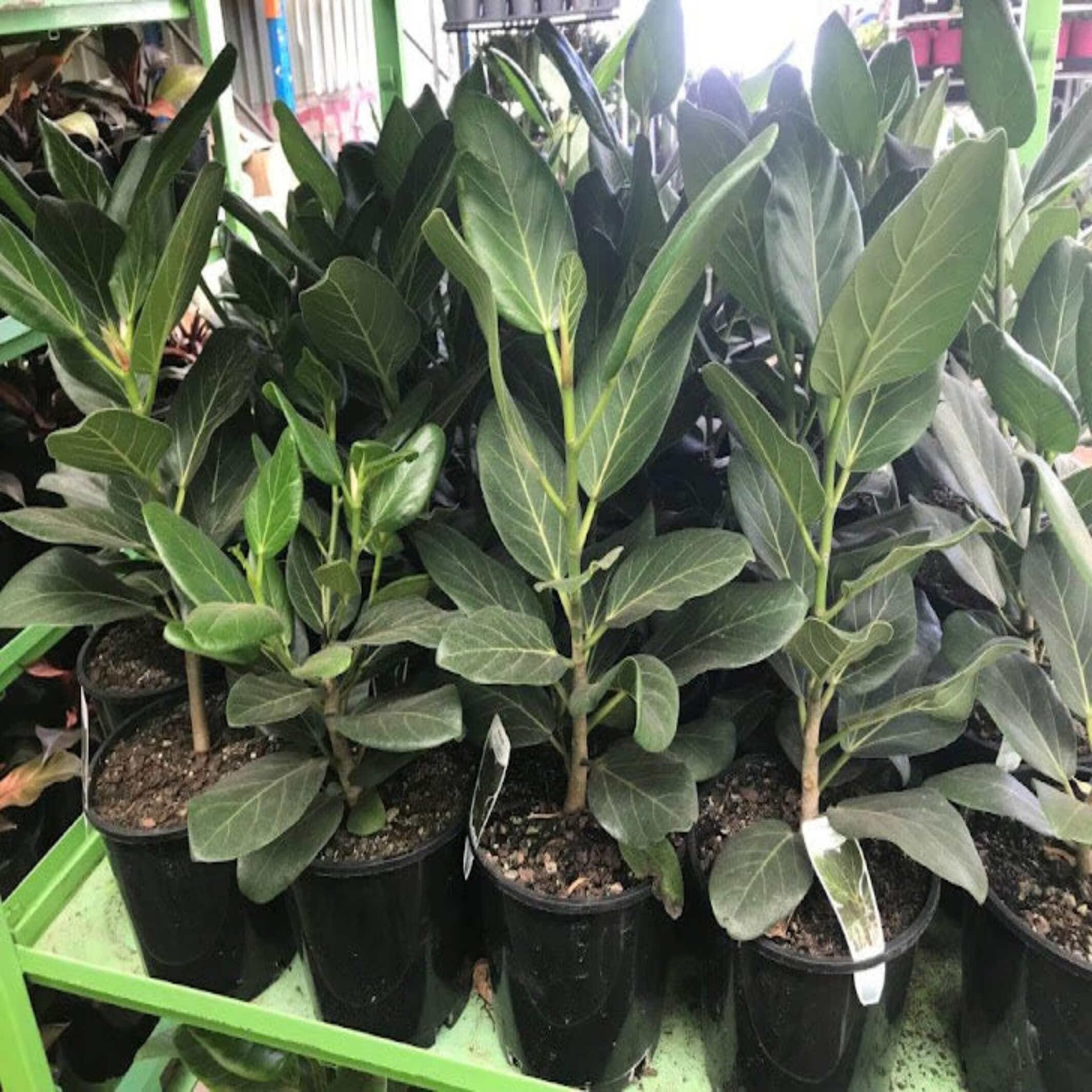 Ficus Benghalensis Plant in outlet 10