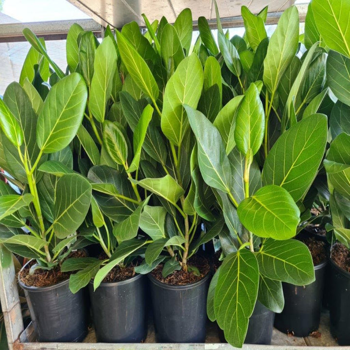 Ficus benghalensis Audrey 300 mm