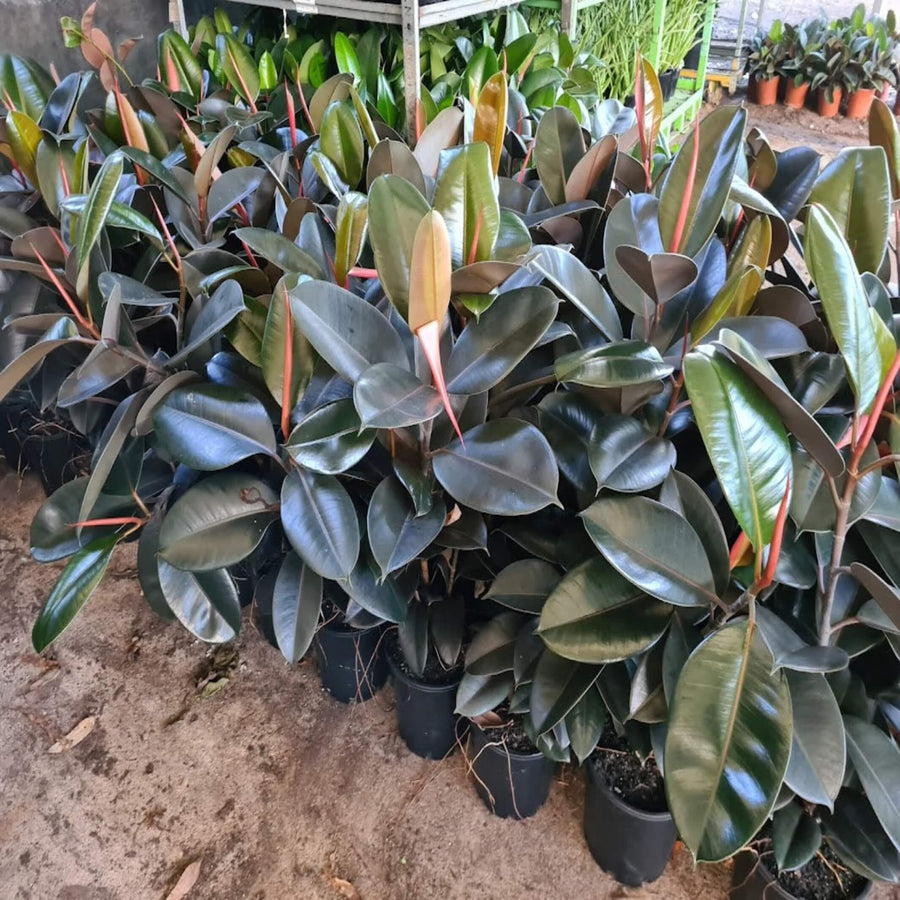 Ficus elastica Burgundy Indian Rubber Tree 200 mm