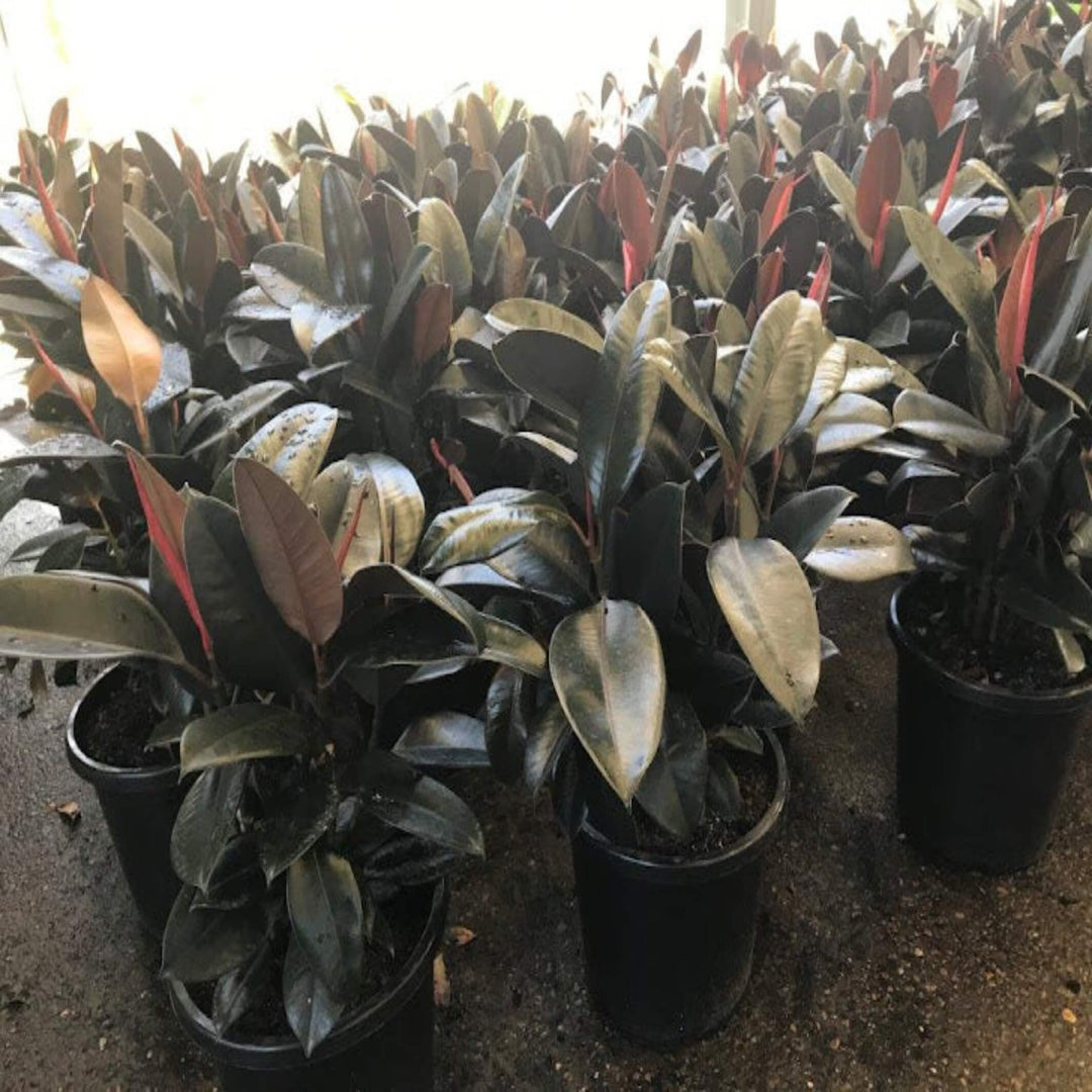 Ficus elastica Burgundy Indian Rubber Tree 400 mm