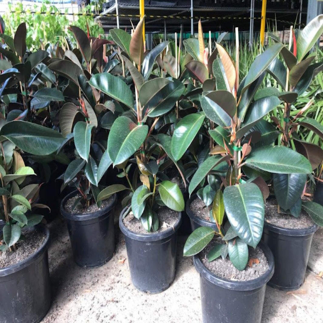 Ficus elastica Melany Indian Rubber Tree 250 mm