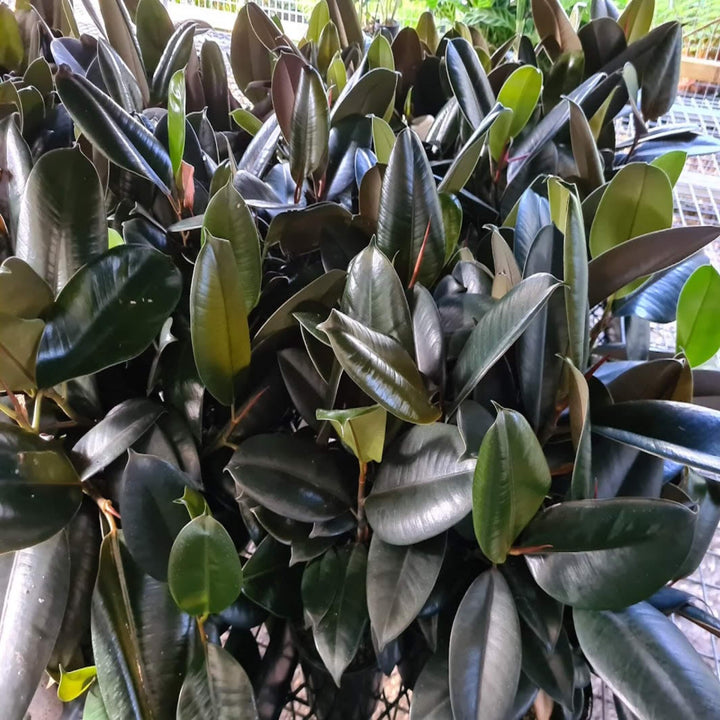 Ficus elastica Robusta Indian Rubber Tree 300 mm