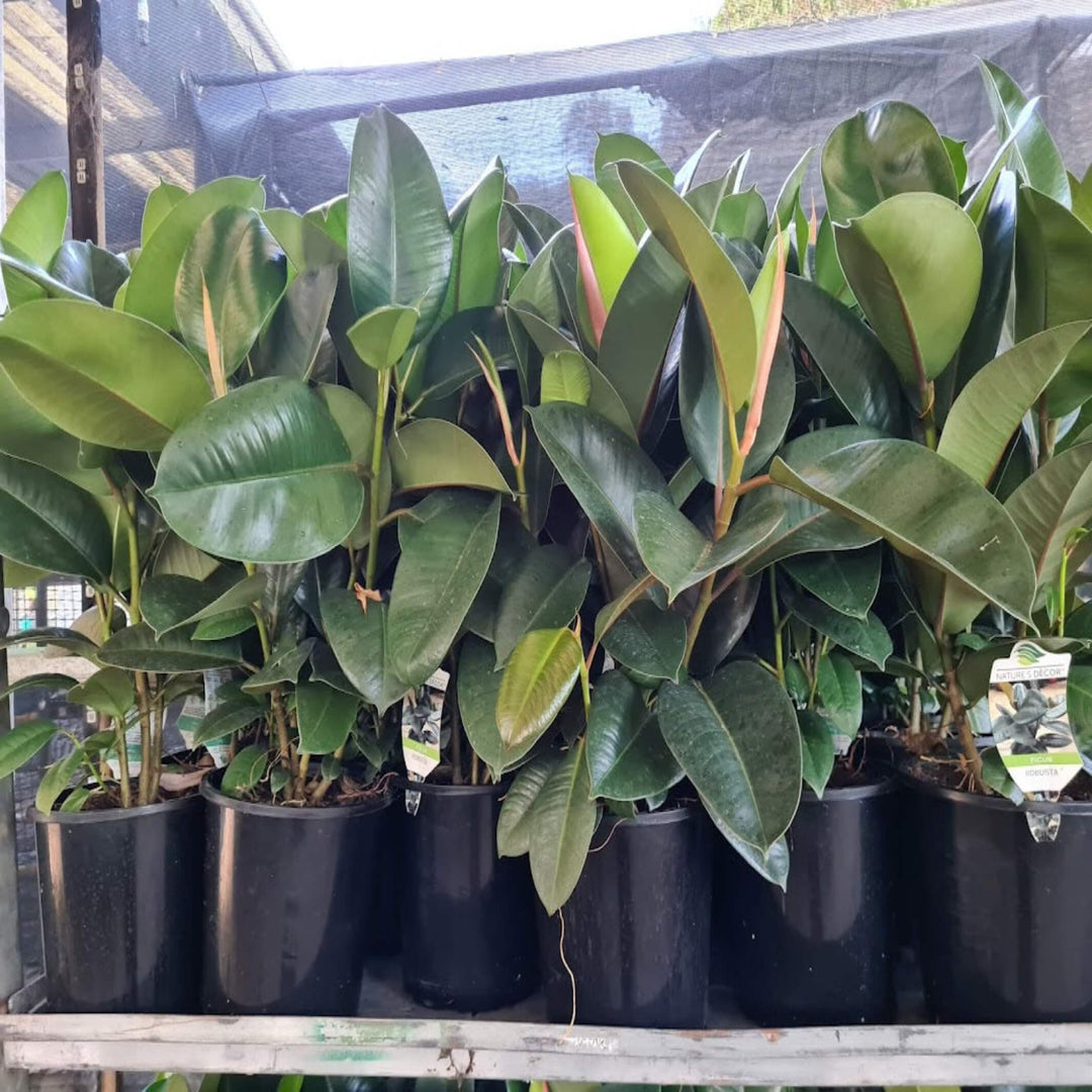 Ficus elastica Robusta Indian Rubber Tree 130 mm