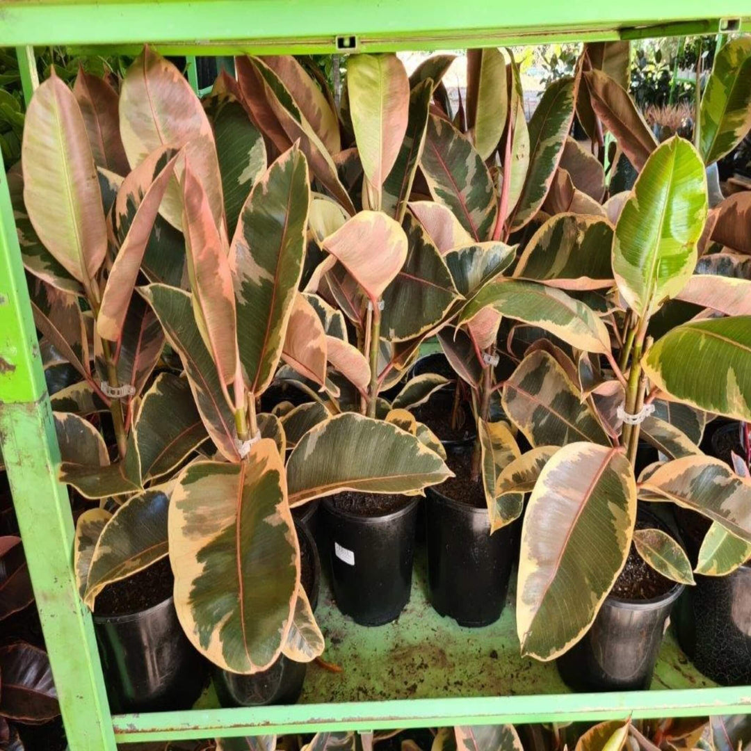 Ficus elastica Tineke Indian Rubber Tree 300 mm