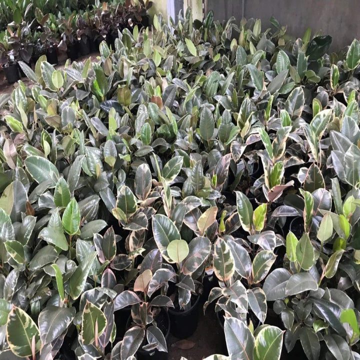 Ficus elastica Tineke Indian Rubber Tree 200 mm