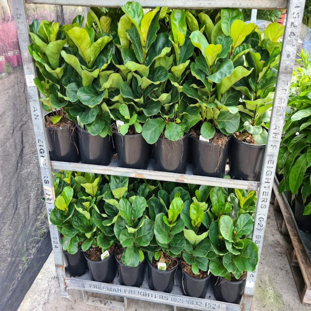 Ficus lyrata Bambino Fiddle Leaf Fig 250 mm