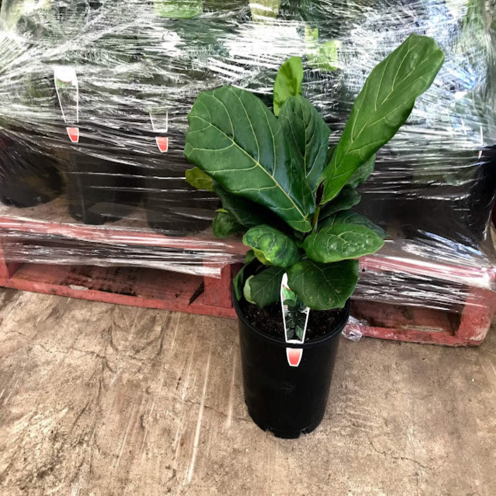 Ficus lyrata Fiddle Leaf Fig 180 mm