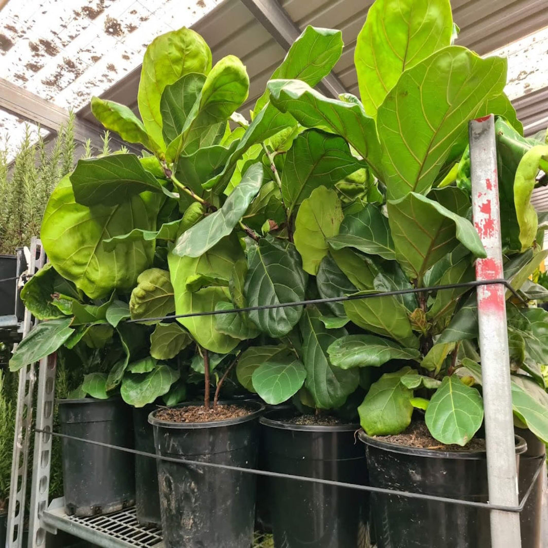 Ficus lyrata Fiddle Leaf Fig 250 mm