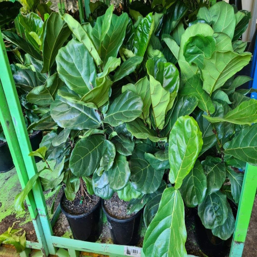 Ficus lyrata Fiddle Leaf Fig 300 mm