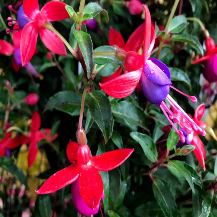 Fuchsia 140 mm