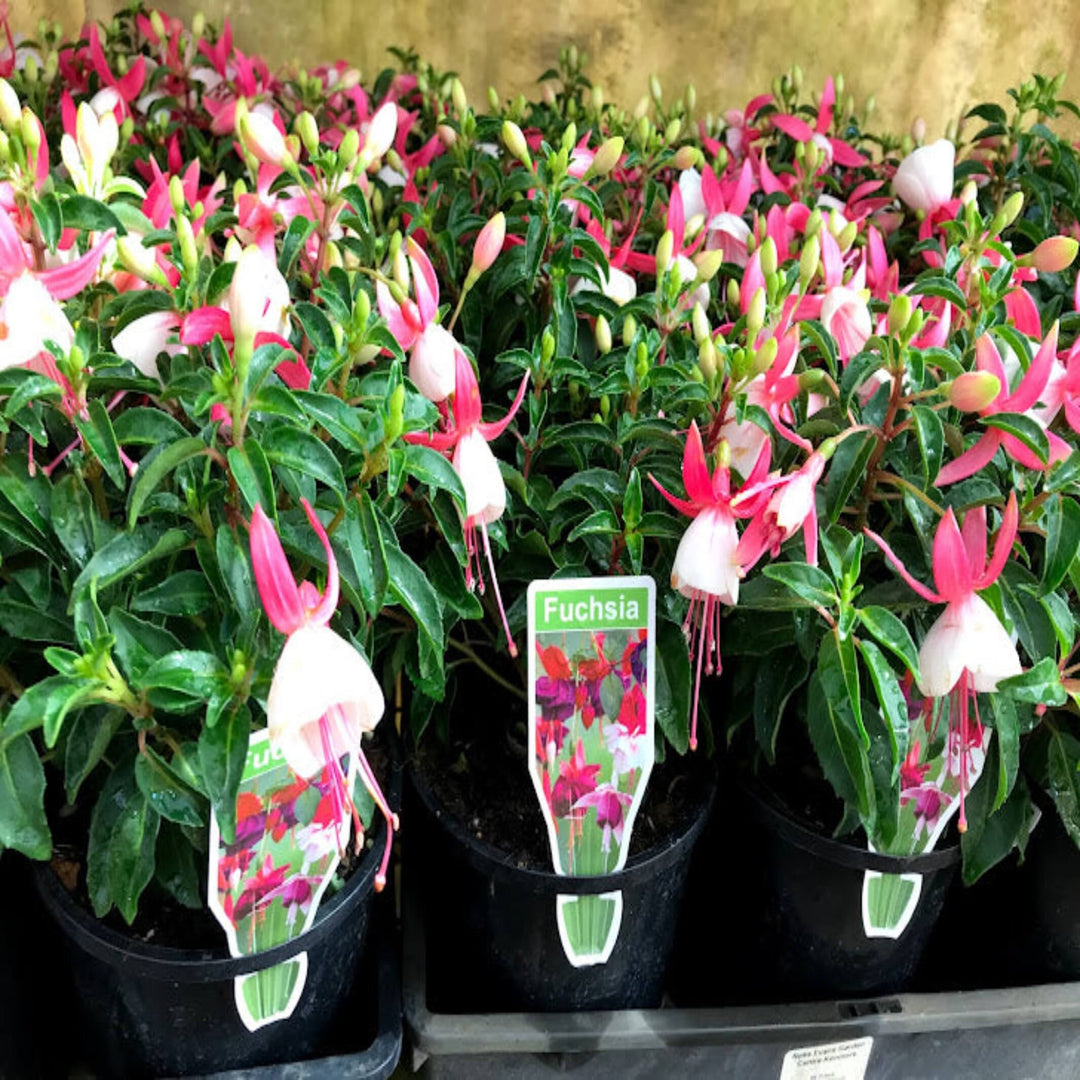 Fuchsia 140 mm