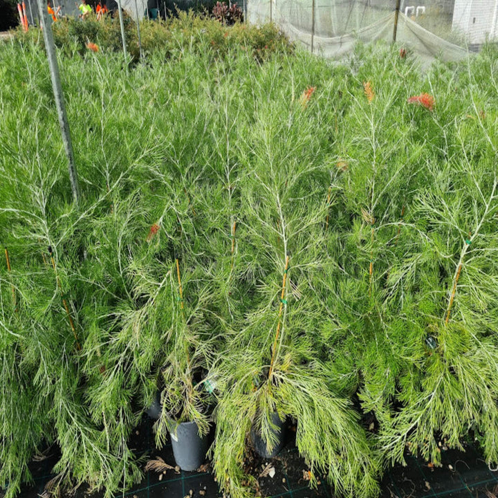 Grevillea Scarlet Moon 200 mm