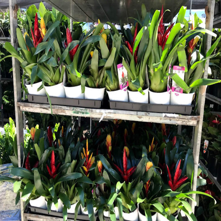 Guzmania Mixed Bromeliad 140 mm