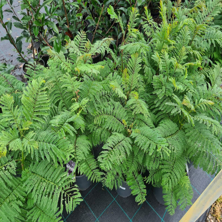 Jacaranda mimosifolia 200 mm