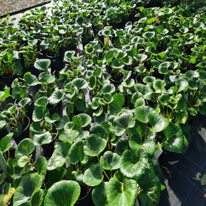 Ligularia dentata reniformis Tractor Plant 175 mm