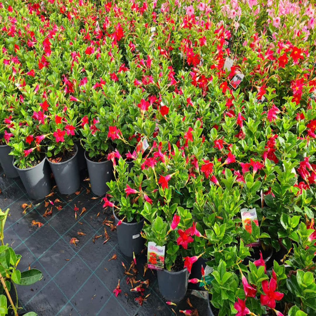 Mandevilla Red 200 mm