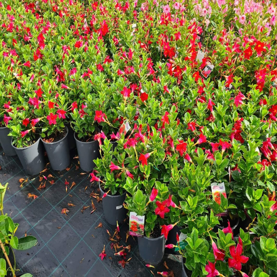 Mandevilla Red 140 mm