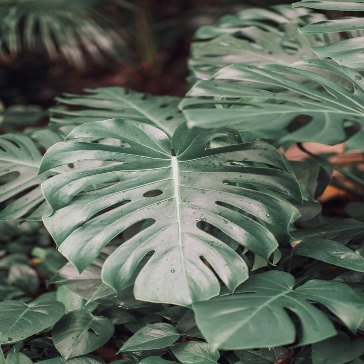 Monstera deliciosa Fruit Salad Plant 300 mm