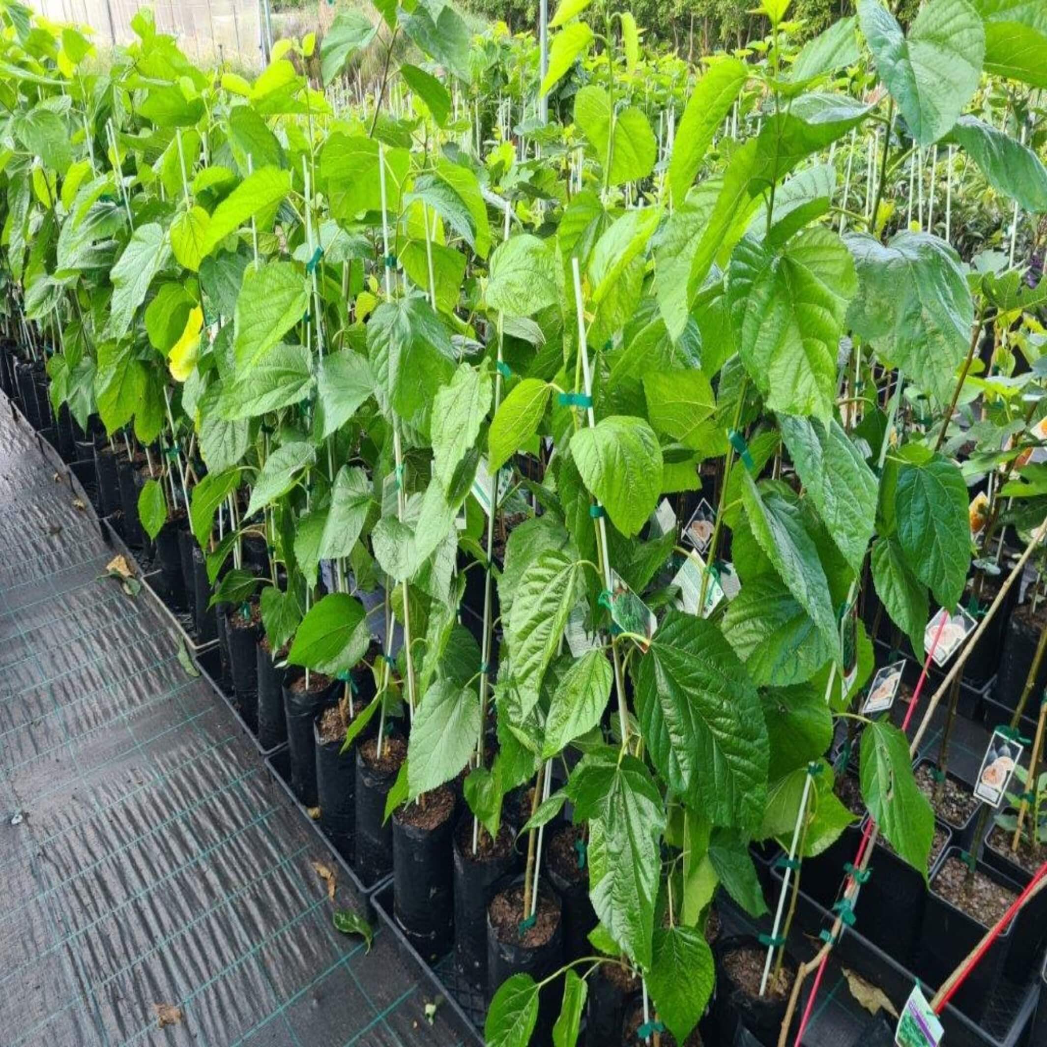 Morus alba (White Mulberry) - I The Australian Plant Shop